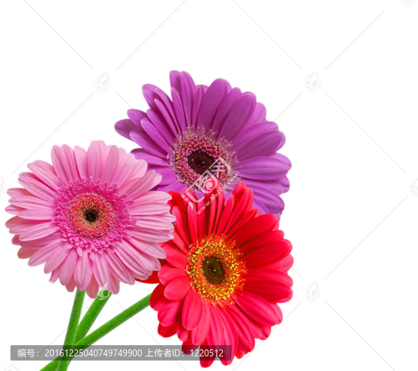 Gerber的花
