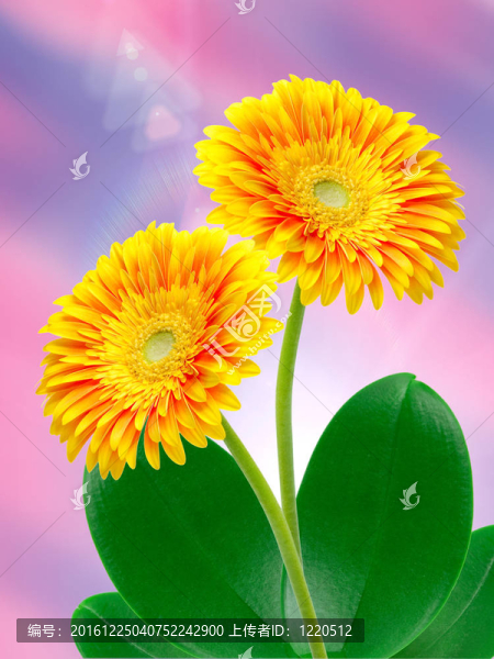 Gerber的花