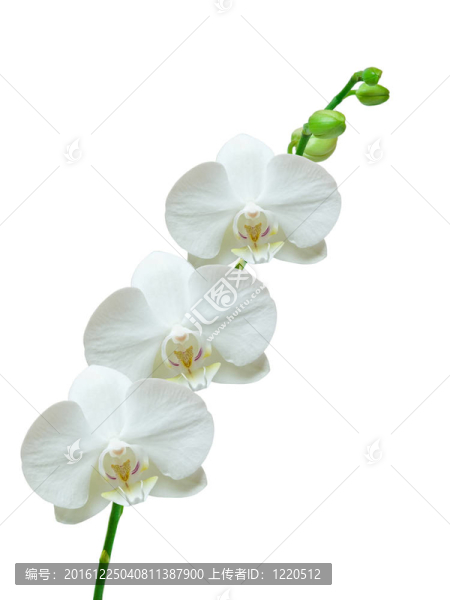 蘭花