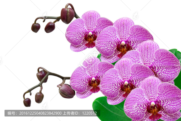 蘭花