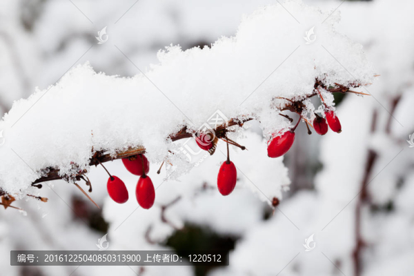 雪落在小檗屬漿果