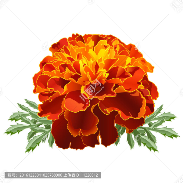 紅色的萬壽菊（萬壽菊）