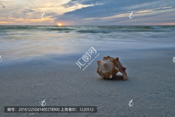 海邊的貝殼