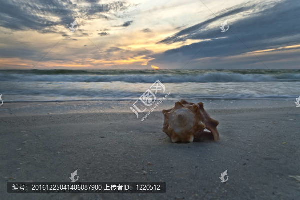海邊的貝殼