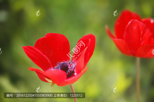 四月的草地上春天的紅花
