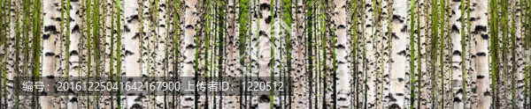 白樺林