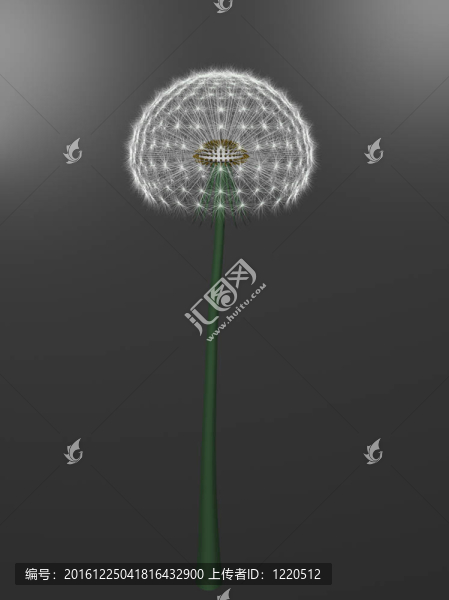 蒲公英