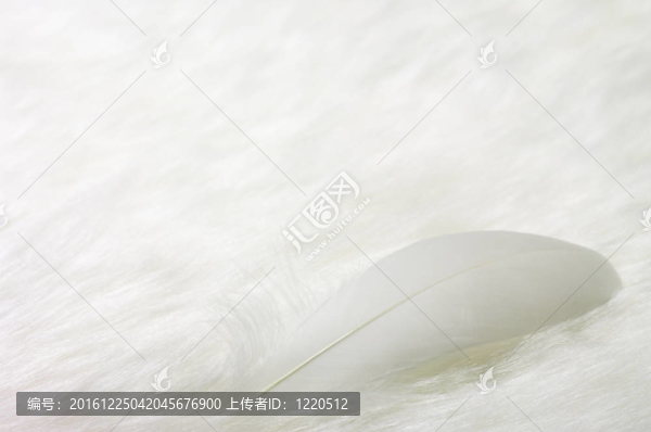 羽毛上的白色假毛皮