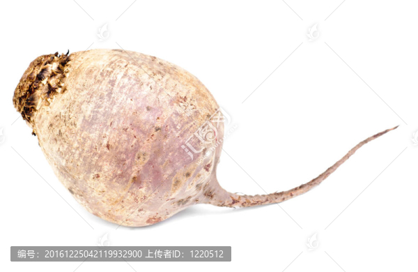 白色背景下甜菜紫色蔬菜