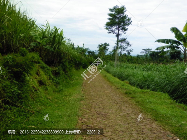 種植園里的街道