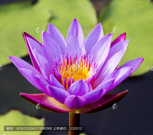 蓮花