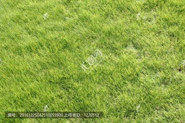 草坪