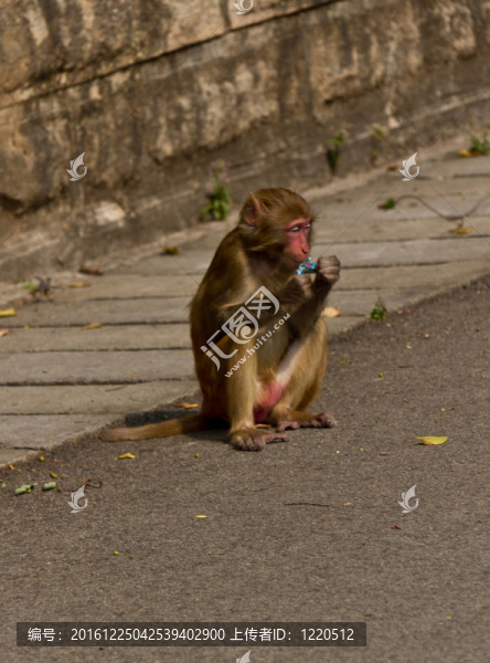 野生的猴子（Rhesus,Macaque）
