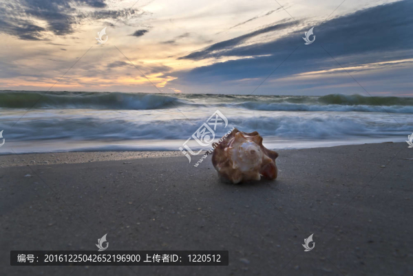 海邊的貝殼