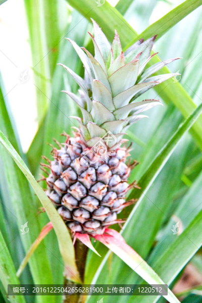 菠蘿；泰國東北熱帶水果。
