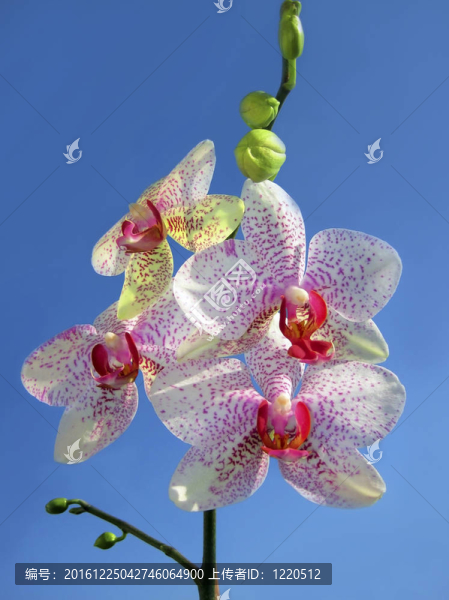 白虎的蘭花