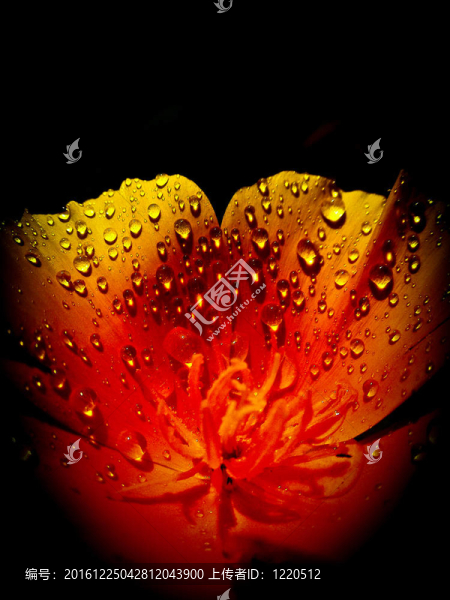 火焰花