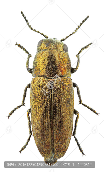 sphenoptera,cauta