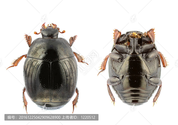 chalcionellus,amoenus