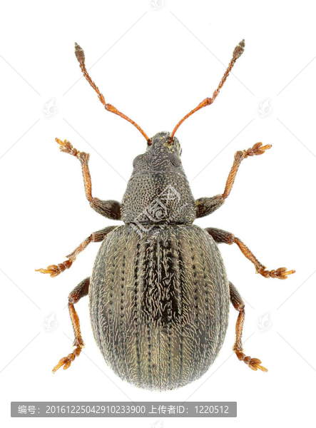 omias,suberulus