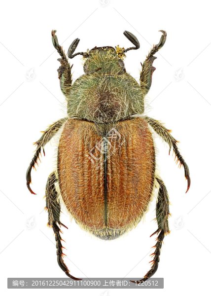 blitopertha,lineolata