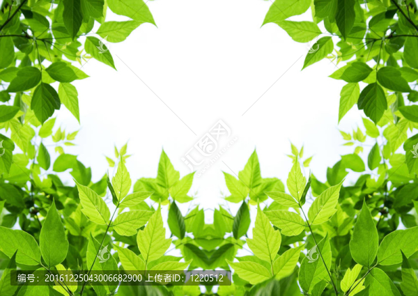 綠色的葉子