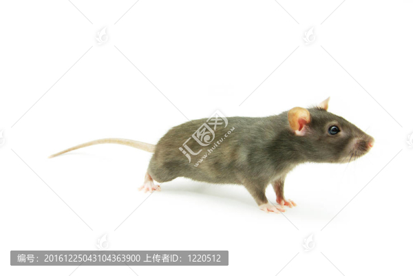 老鼠