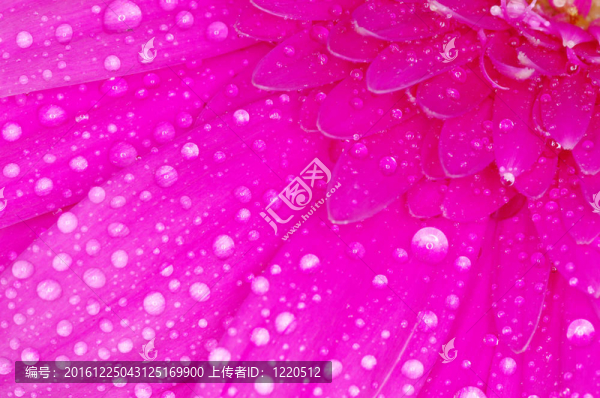太陽花