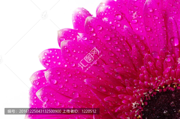 太陽花