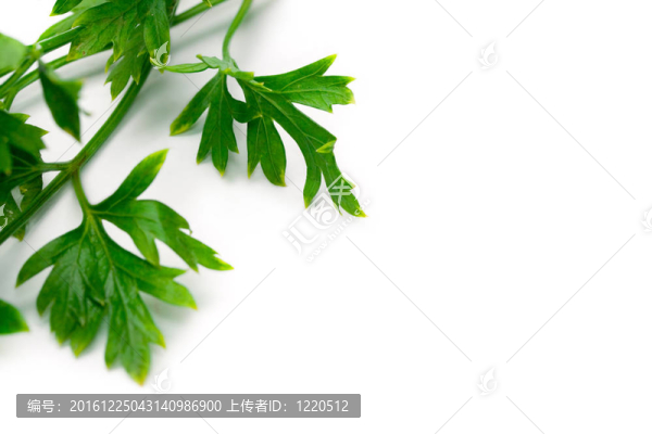 新鮮的歐芹在白色上分離