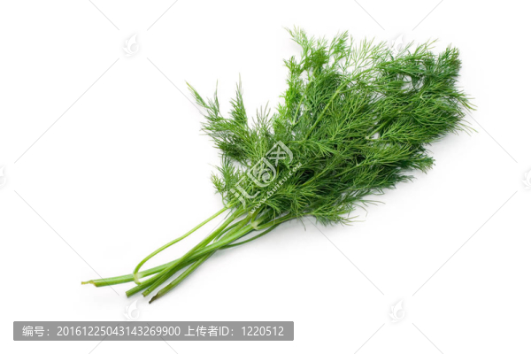 蒔蘿白色隔離
