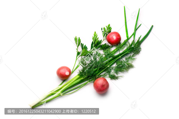 香菜；蘿卜；蔥和蒔蘿白色隔離