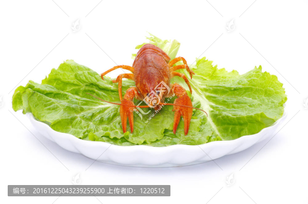 小龍蝦