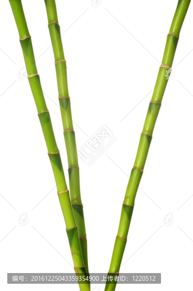 綠色的竹子