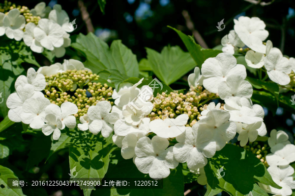 白色的花莢