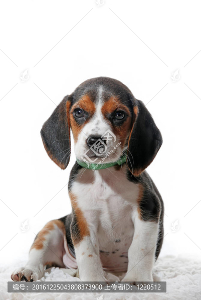 寵物犬的小狗