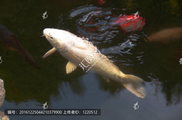 在池塘里饑餓的錦鯉魚