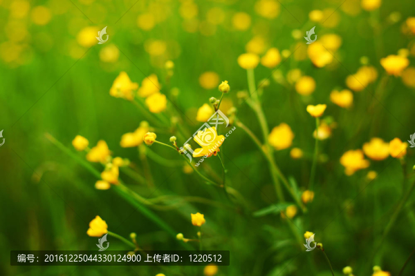 毛茛