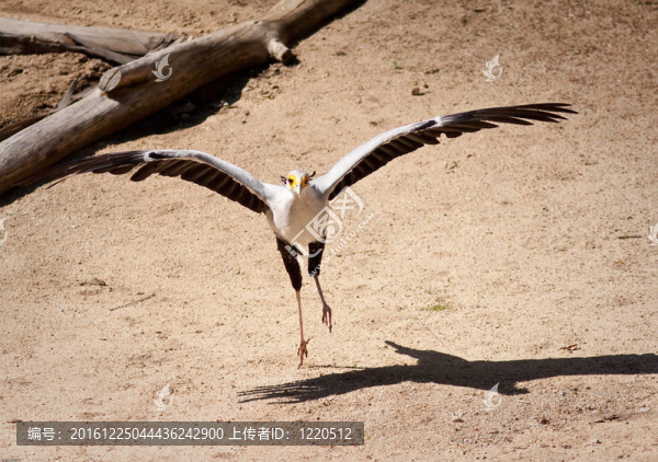 秘書鳥