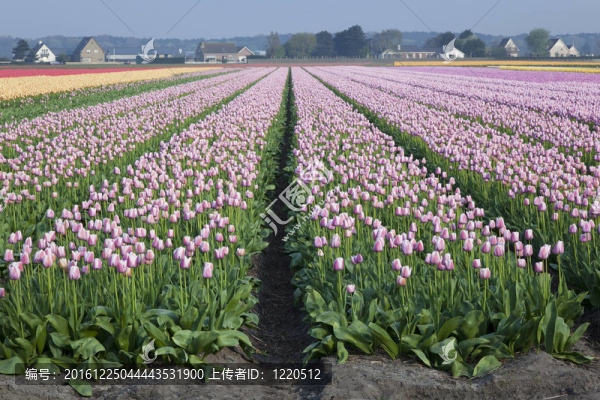 荷蘭郁金香田野