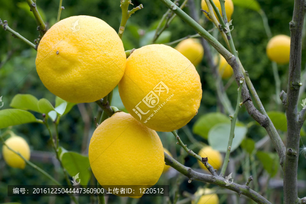 檸檬