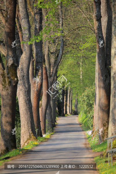 公園里有大樹的小巷