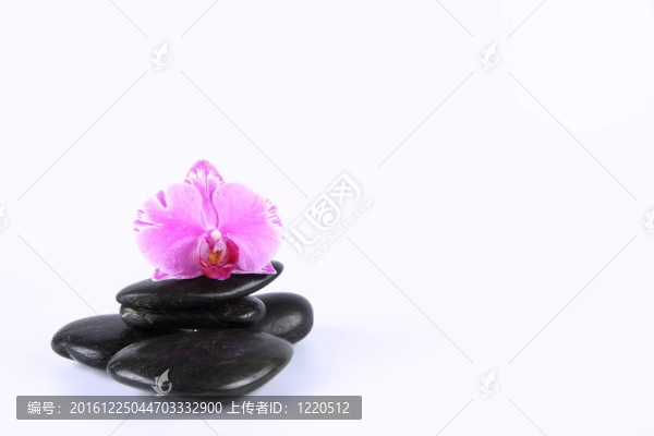 溫泉石和蘭花