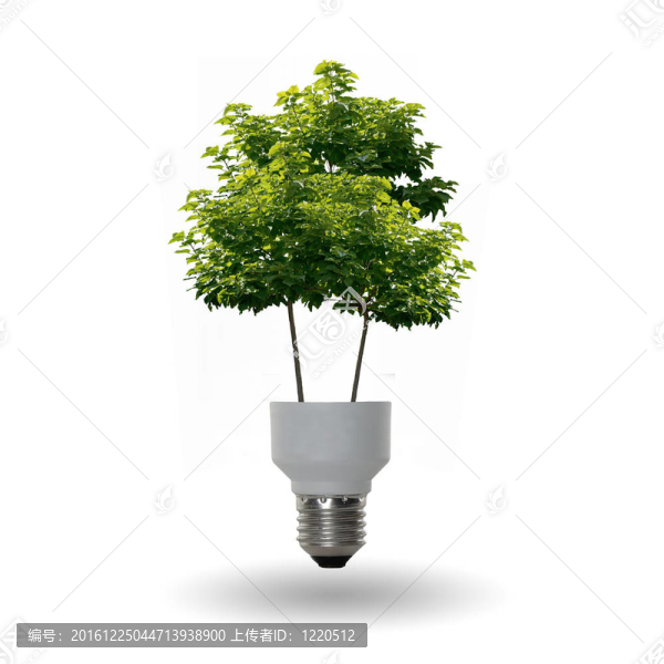 有樹的球莖