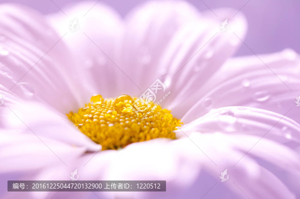 雛菊
