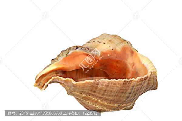 殼