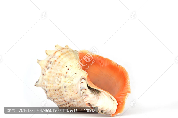 殼