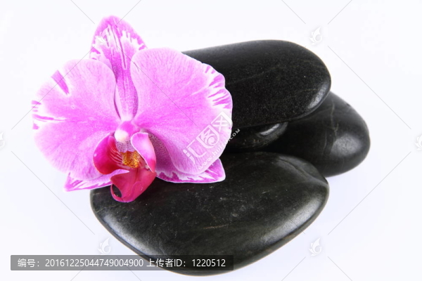溫泉石和蘭花