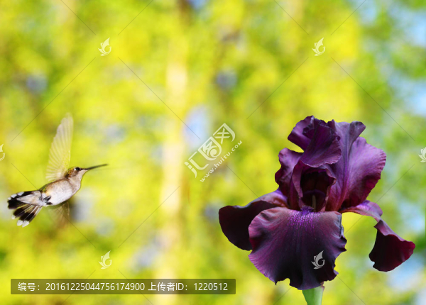 一個(gè)女性紅寶石喉蜂鳥飛在一個(gè)春日，在你的文字里一個(gè)紫色的有髯鳶尾