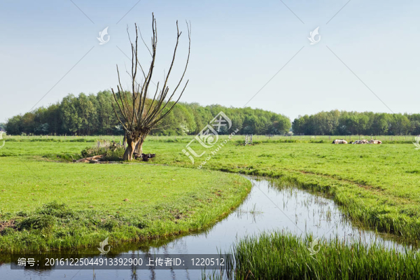 在Dutch鄉(xiāng)村景觀的老波拉德柳樹